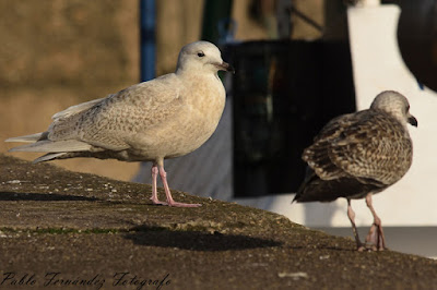 Gaviota polar (Larus glaucoides)