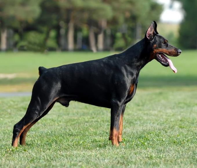 what do i need for a new doberman puppy