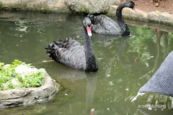 taman burung tmii jakarta