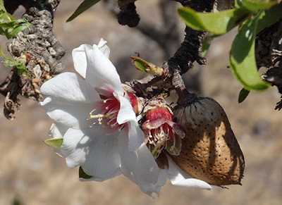 Almendro (Prunus amygdalus)