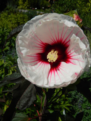 Hibiscus Kopper King at the Toronto Botanical Garden by garden muses-not another Toronto gardening blog Hibiscus Kopper King at the Toronto Botanical Garden by garden muses-not another Toronto gardening blog
