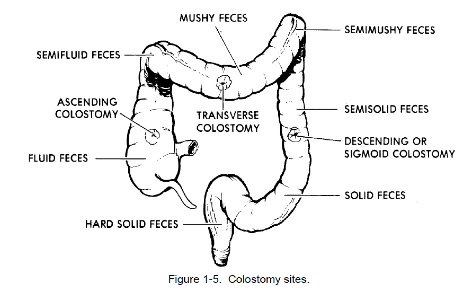 Training4Nurses Academy Omar Hammad
