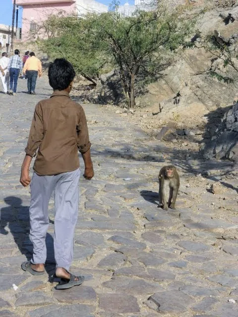 Things to do in Jaipur: Hike to Jaipur's Monkey Temple