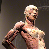 Sugestões para o fim de semana: Exposição real bodies Sugestões para o fim de semana: Exposição real bodies