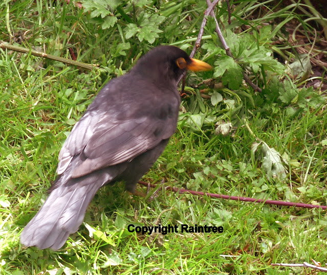 blackbird on grass