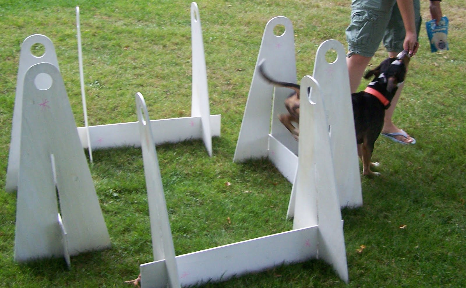 So Fly Starting a flyball dog Jump drills, motivation, direction