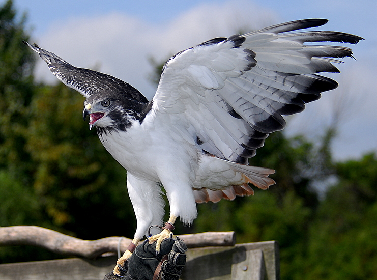Auger Hawk ~ Auger Tool Image