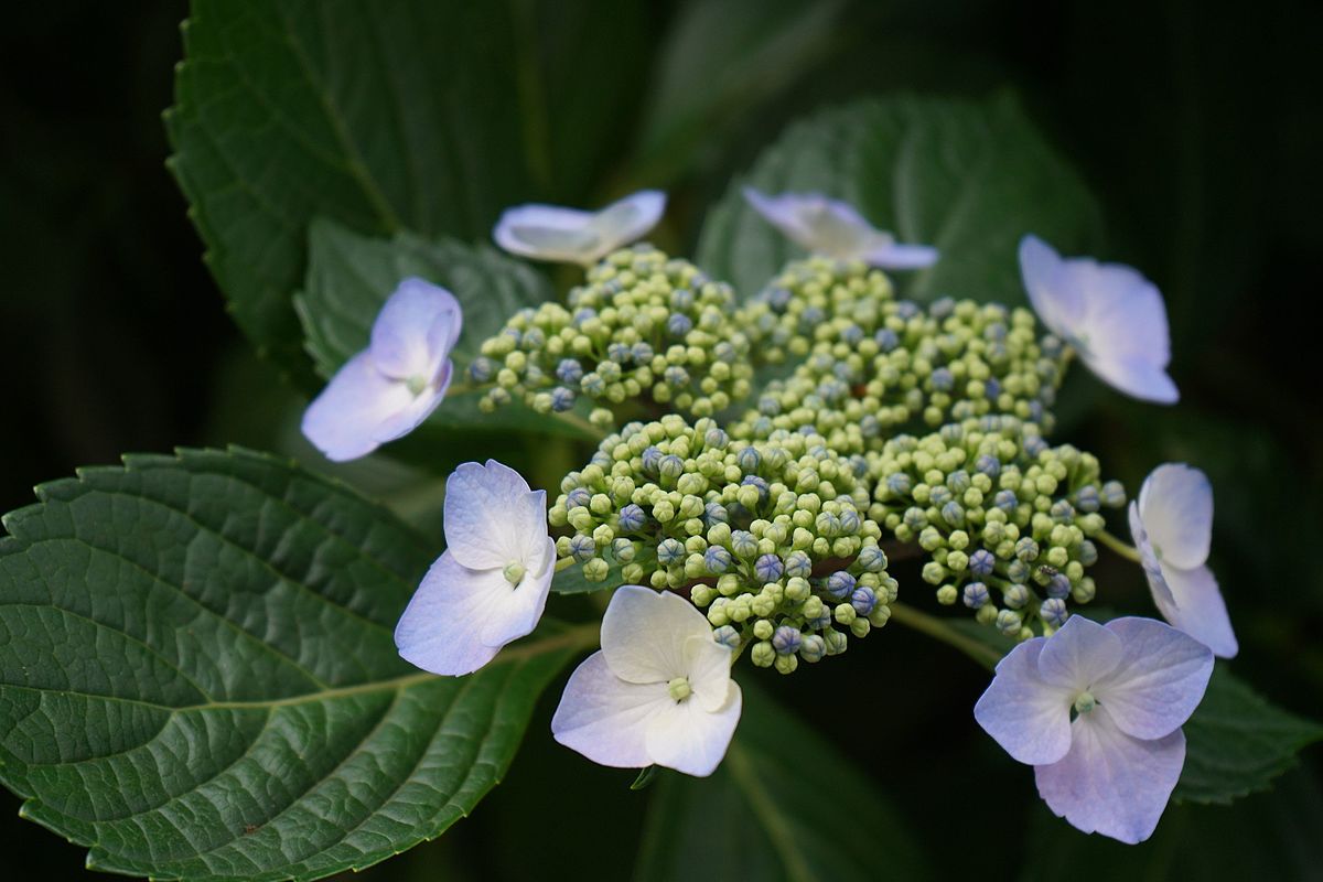 Three Dogs In A Garden Hydrangeas Care Basics Old New Varieties