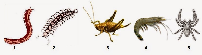 Biologi Gonzaga Test Arthropoda