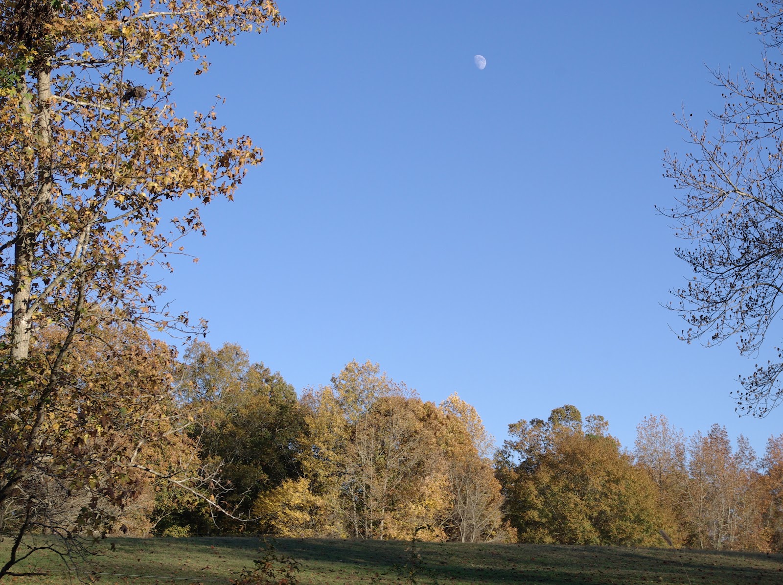 sweetbay: Fall Colors