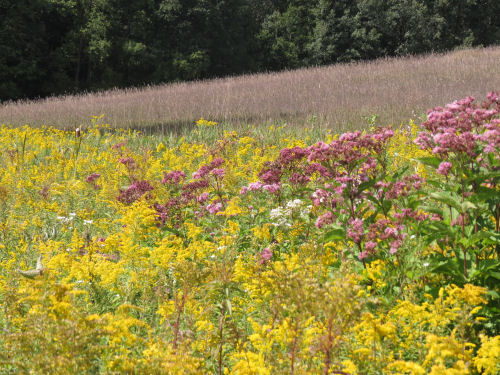 Joe-pye weed, Boneset and Goldenrod