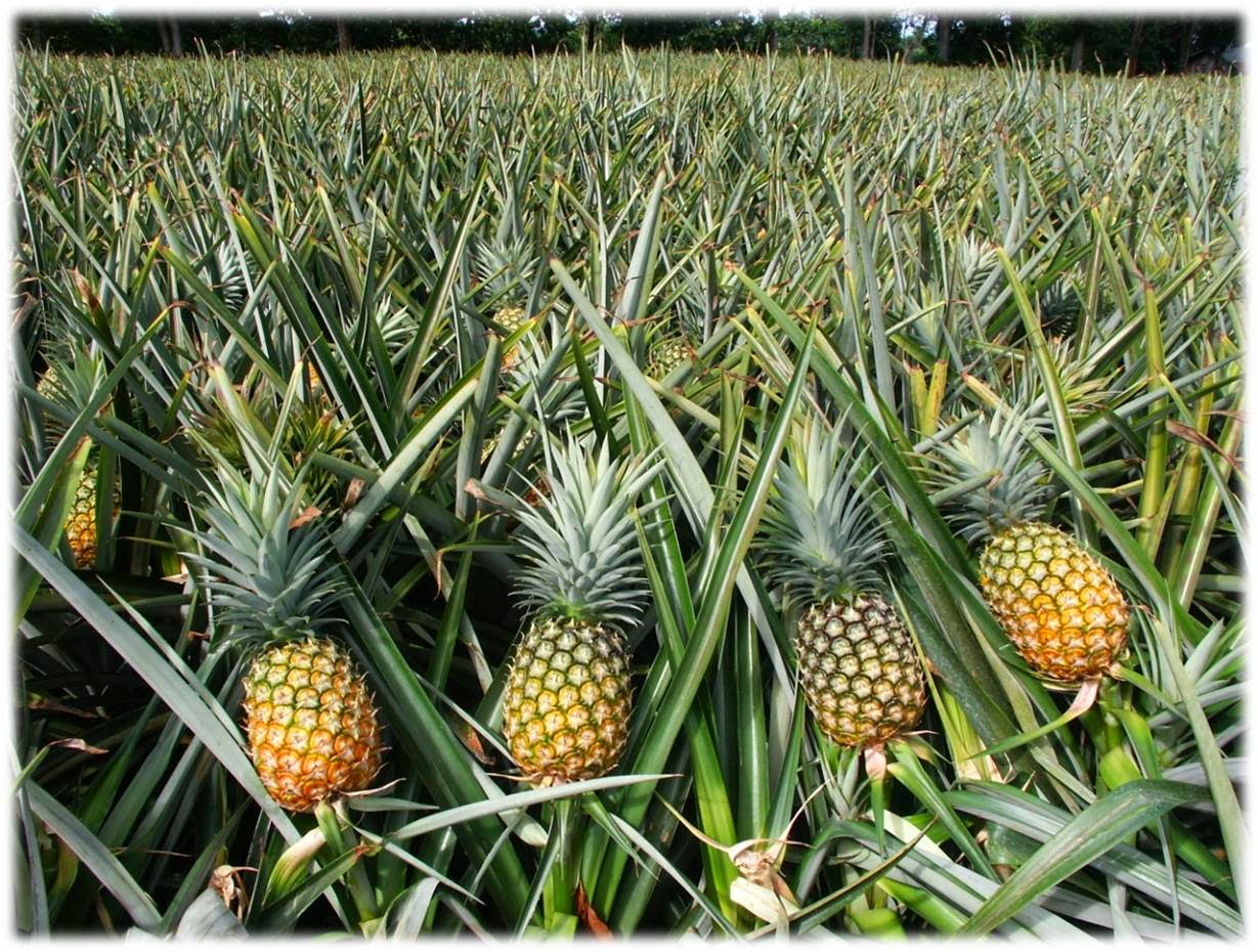 Enteresan BilgilerAnanas Nasıl Yetişir?