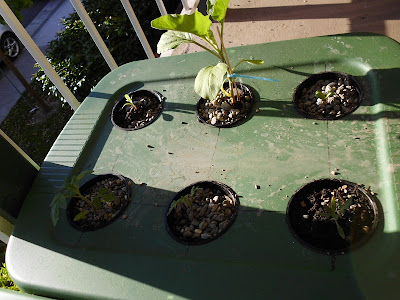 Eggplant and Tomato hydroponics