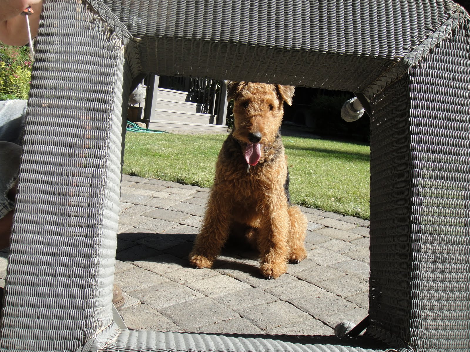Gardening with Wyatt: June 2011