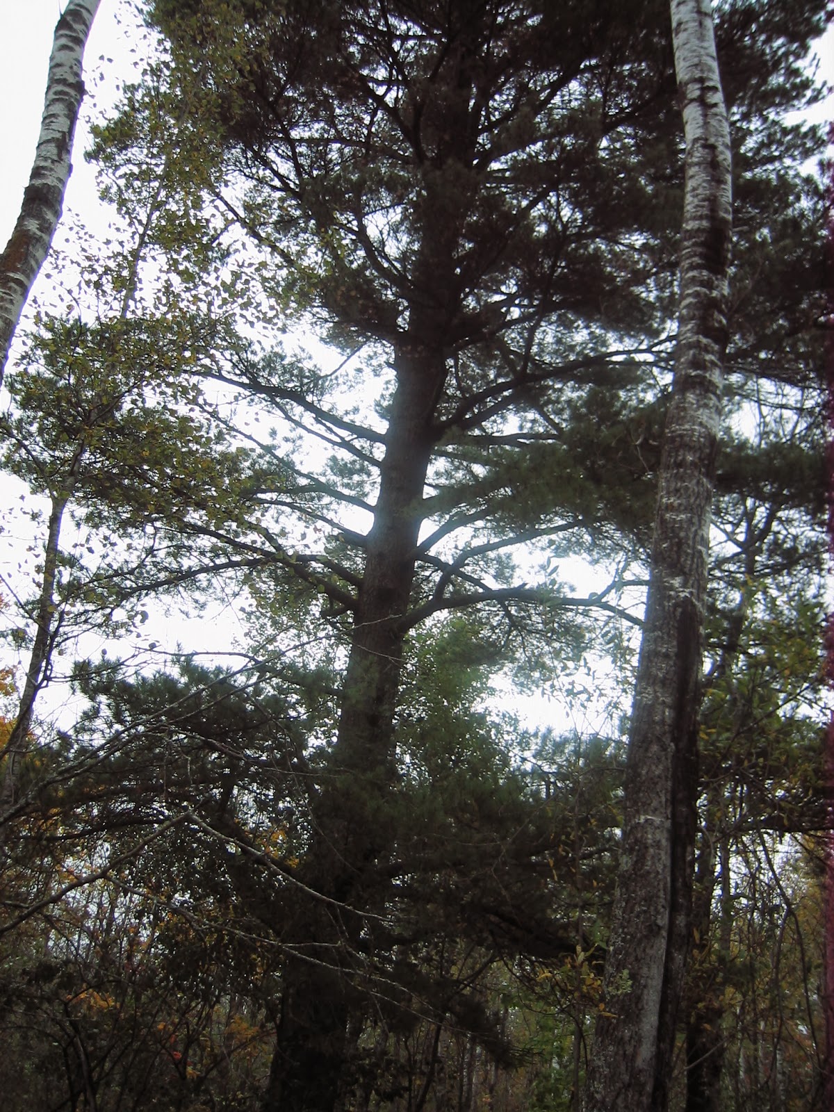 Duluth Minnesota Mushroom Hunting