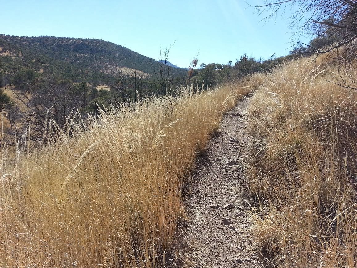 Texas Mountain Trail Daily Photo Montezuma Quail