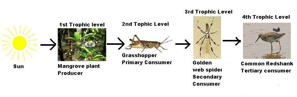 Golden Spider Priceless Spider