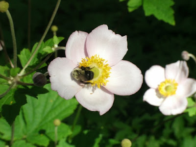 A bee feeding on a September Charm Japanese anemone flower by garden muses: a Toronto gardening blog 