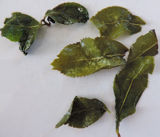 traditional chinese leaf tea 