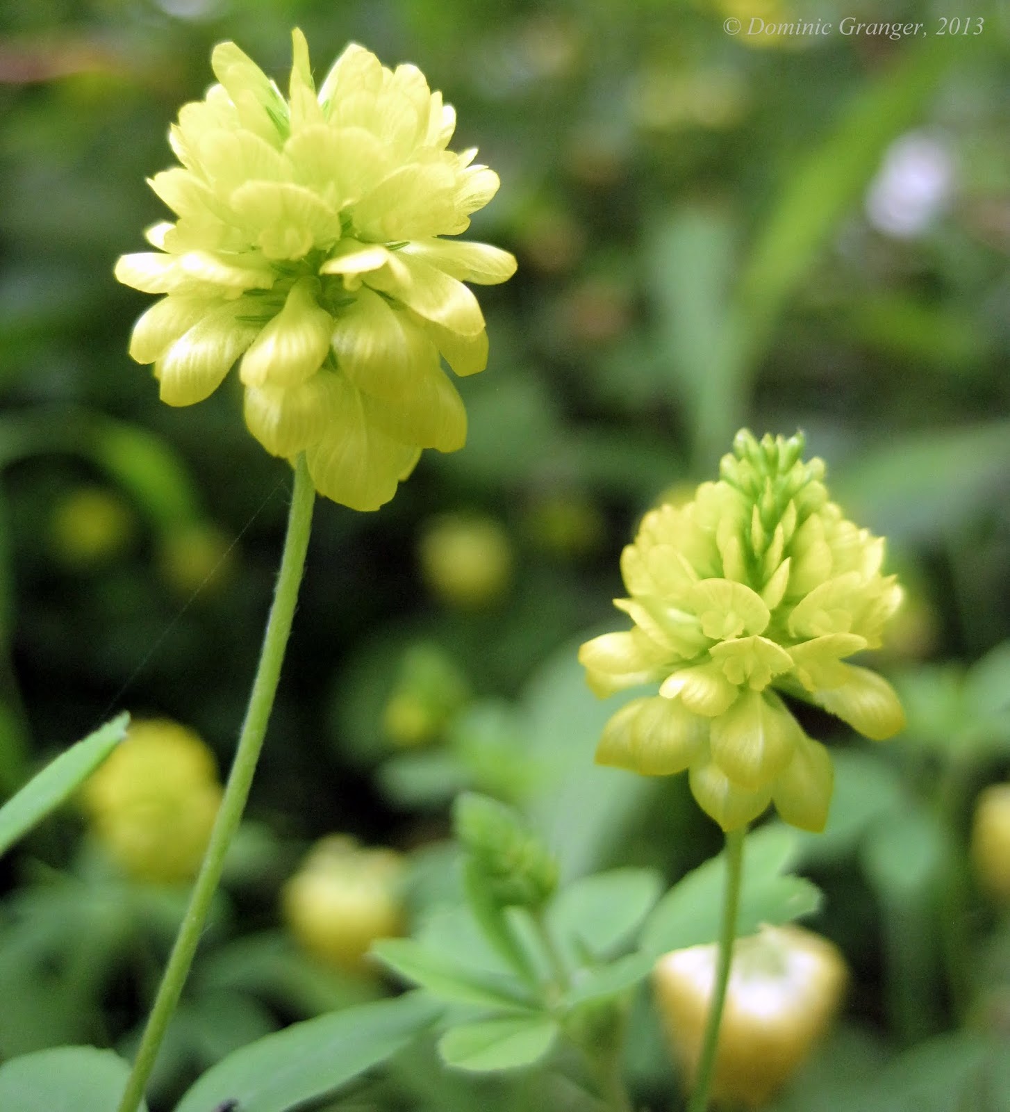 Flore Sauvage En Suisse Et Jardins Botaniques Potentilla