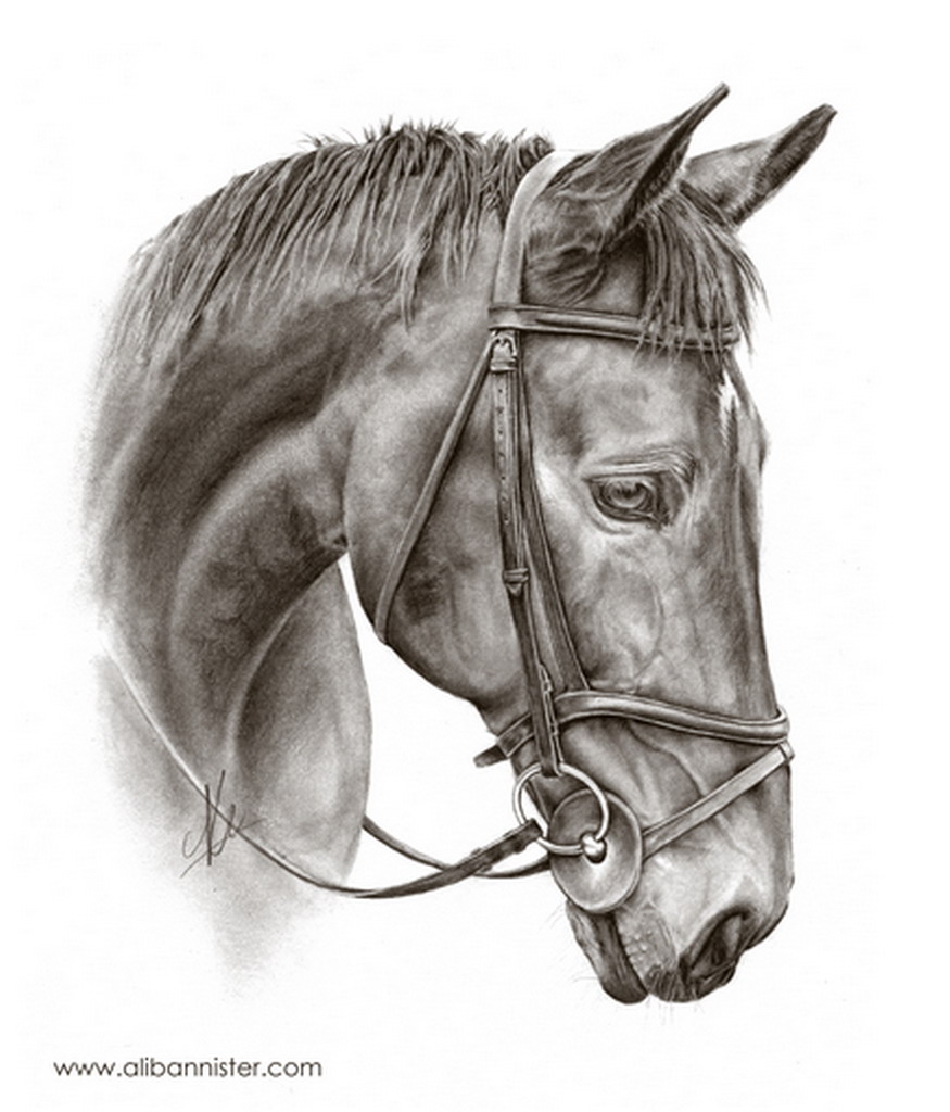 Cuadros, pinturas, arte: Trazos equinos, dibujos y oleos de caballos por  Ali Bannister