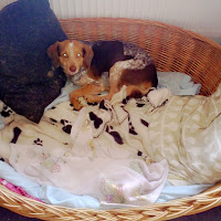 Happy End Uber Den Regenbogen Gegangen