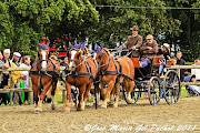 Cheval lauréat au concours. Cheval postier breton, utile pour tirer des . (cheval breton)