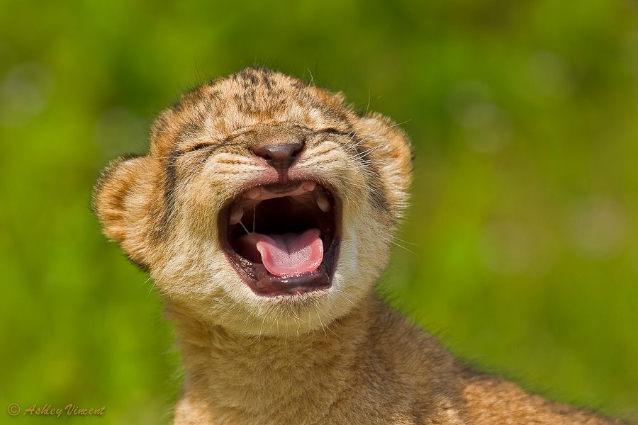 19. Roaring Practise by Ashley Vincent