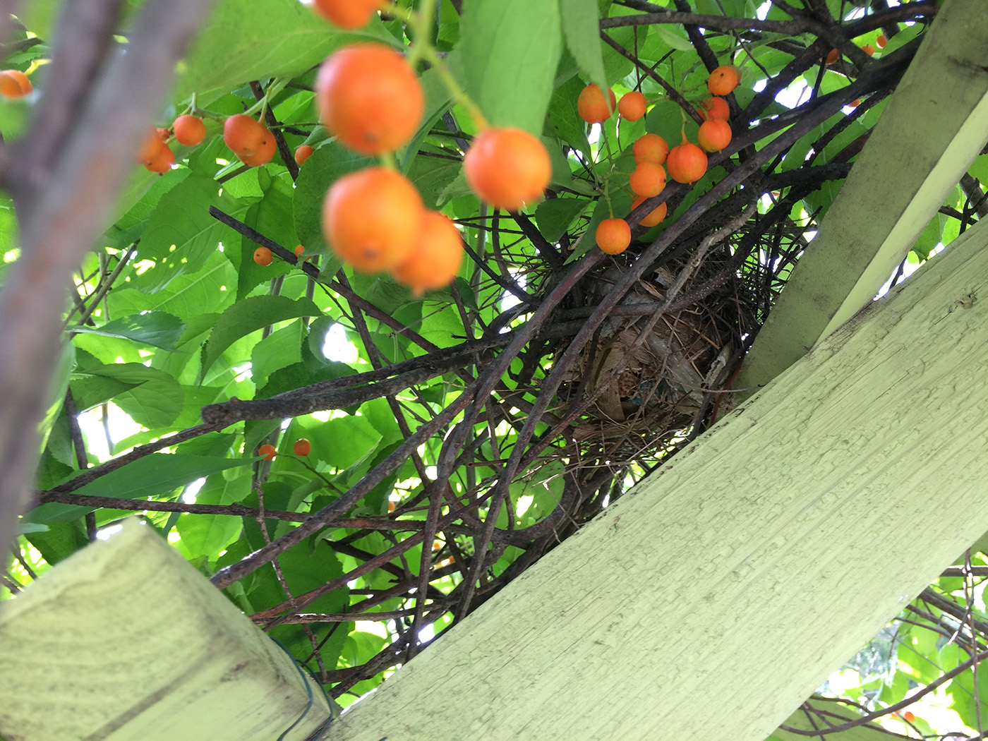Sharon's Compendium: A nest hidden in the arbor