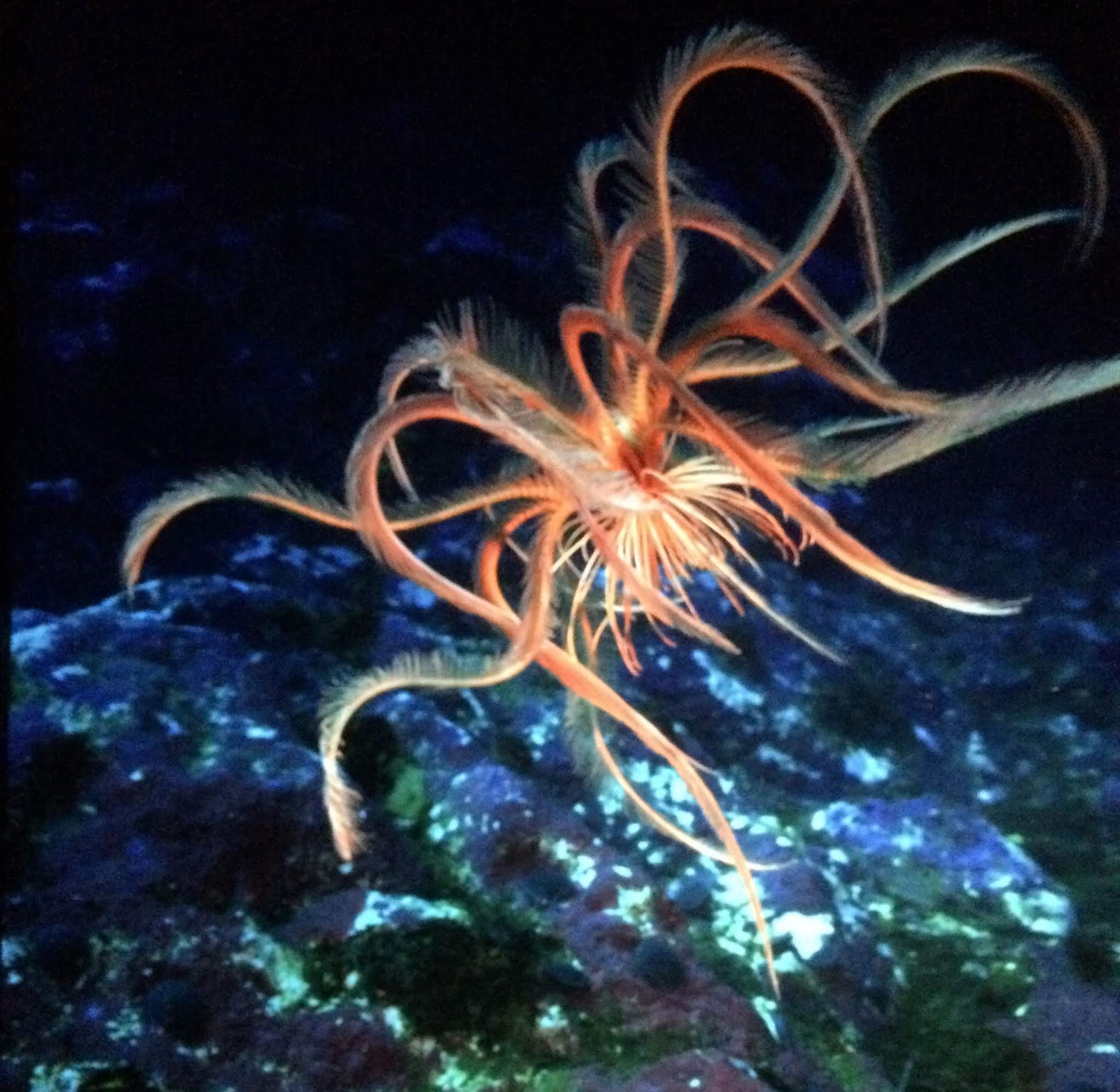 Aus dem Leben eines Entlebucher Sennenhundes 2018