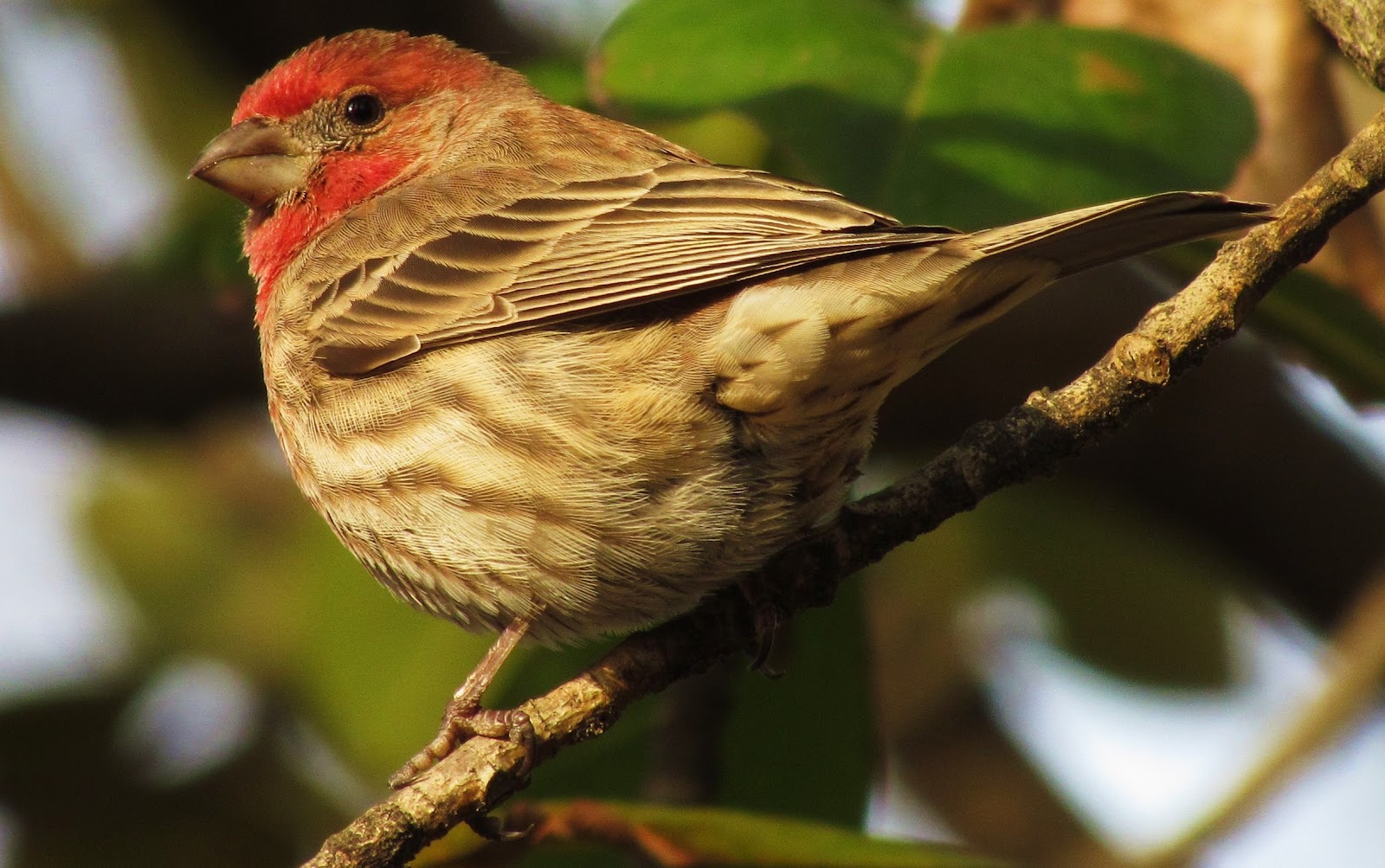 Birding Bros. Blog: The Usual Suspects, Part II