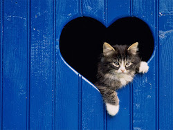 cat desktop wallpapers cats backgrounds kitty kitten kittens kedi animal