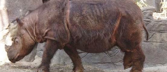 Badak ini merupakan salah satu badak yang khas Badak Sumatera Yang Berbulu 