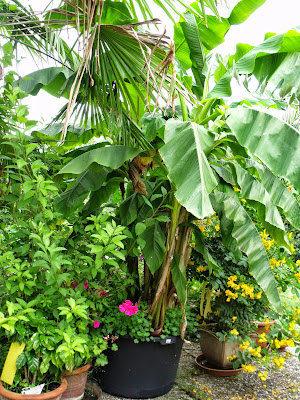 winterharte Banane (C) by Joachim Wenk winterharte Banane (C) by Joachim Wenk