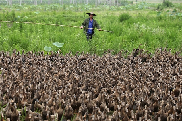 Farmers in China take their 5000 ducks out for a walk to a pond, funny ducks, animal news