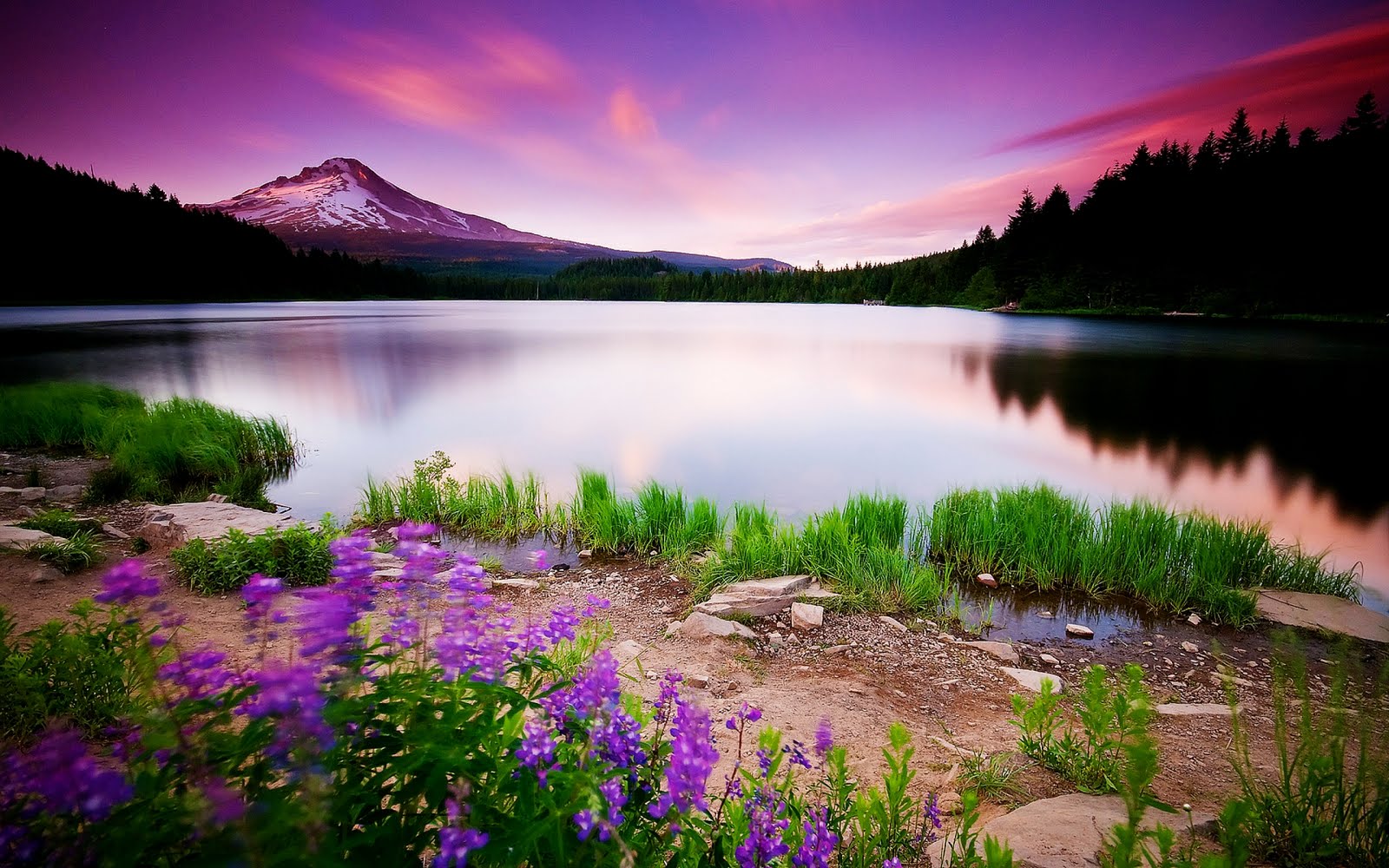 Paisajes Naturales- Montaña nevada junto al lago con flores violeta