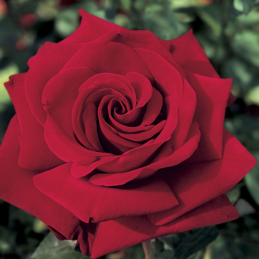 Koleksi Gambar Foto Bunga Mawar Cantik Indah Unik keren 