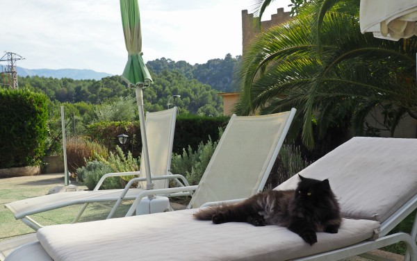 Cats from Sóller {Mallorca} - Traveling Cats - Travel Pictures of Cats