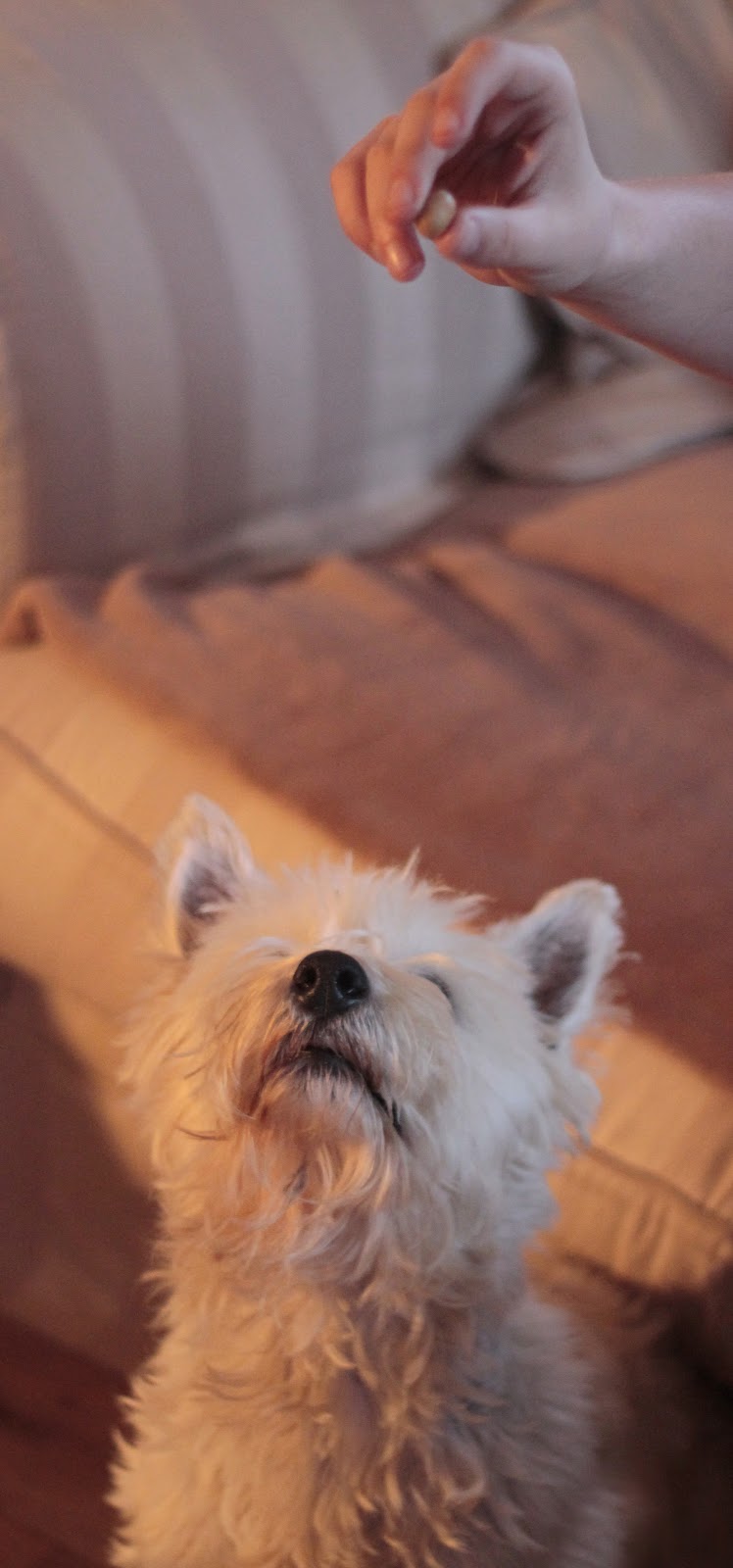 dog jumping line for treats dog jumping line for treats