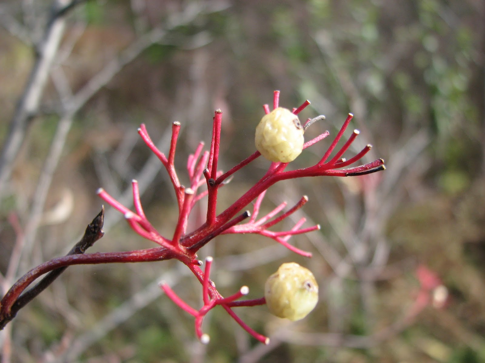 South Burlington, VT. Wheeler Nature Park Oct 27 Photos Litter with