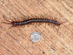 centipede centipedes legs ontario garden bugs pests chilopoda insect animal number during indoor