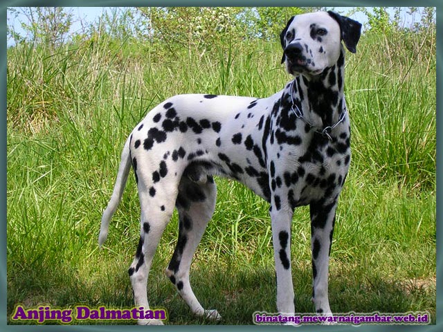 gambar anjing dalmatians