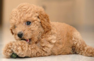cute brown poodle