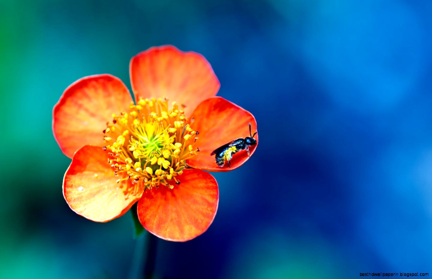 Spring Flower Wallpaper 6966439