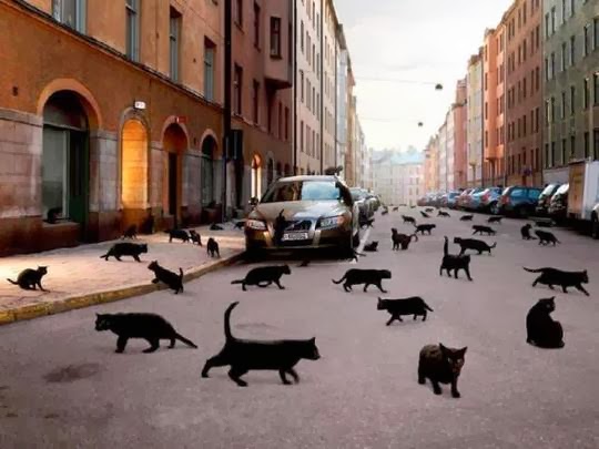 black cats invasion