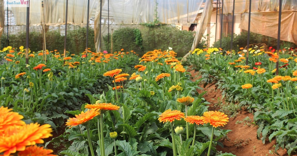 Chi  m ng     ng v         p hoa      l   t     L  ng hoa V   n Th  nh