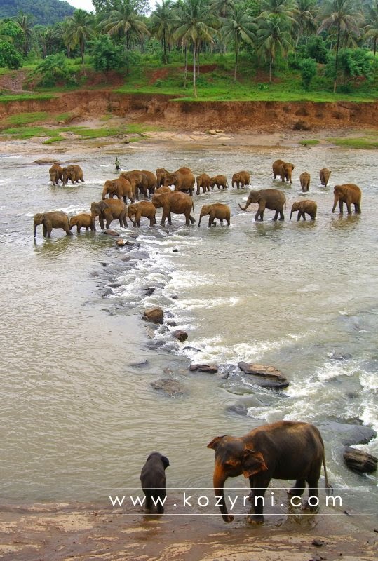 PINNAWALA ELEPHANT ORPHANAGE. 10 Places Not to Miss in Srilanka
