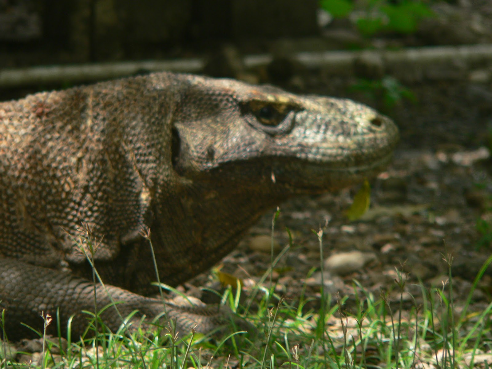 sunshinecoastbirds Komodo Dragon in the Wild