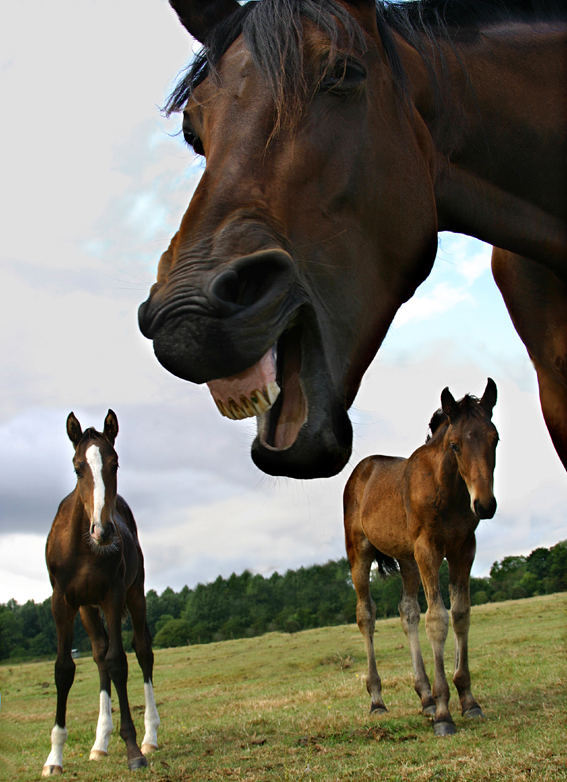 художник сверчков лошади. николай сверчков холстомер. красивые морды лошадей. картинки лошадей красивые. пара лошадей.
