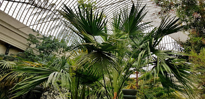 ogród botaniczny, palma